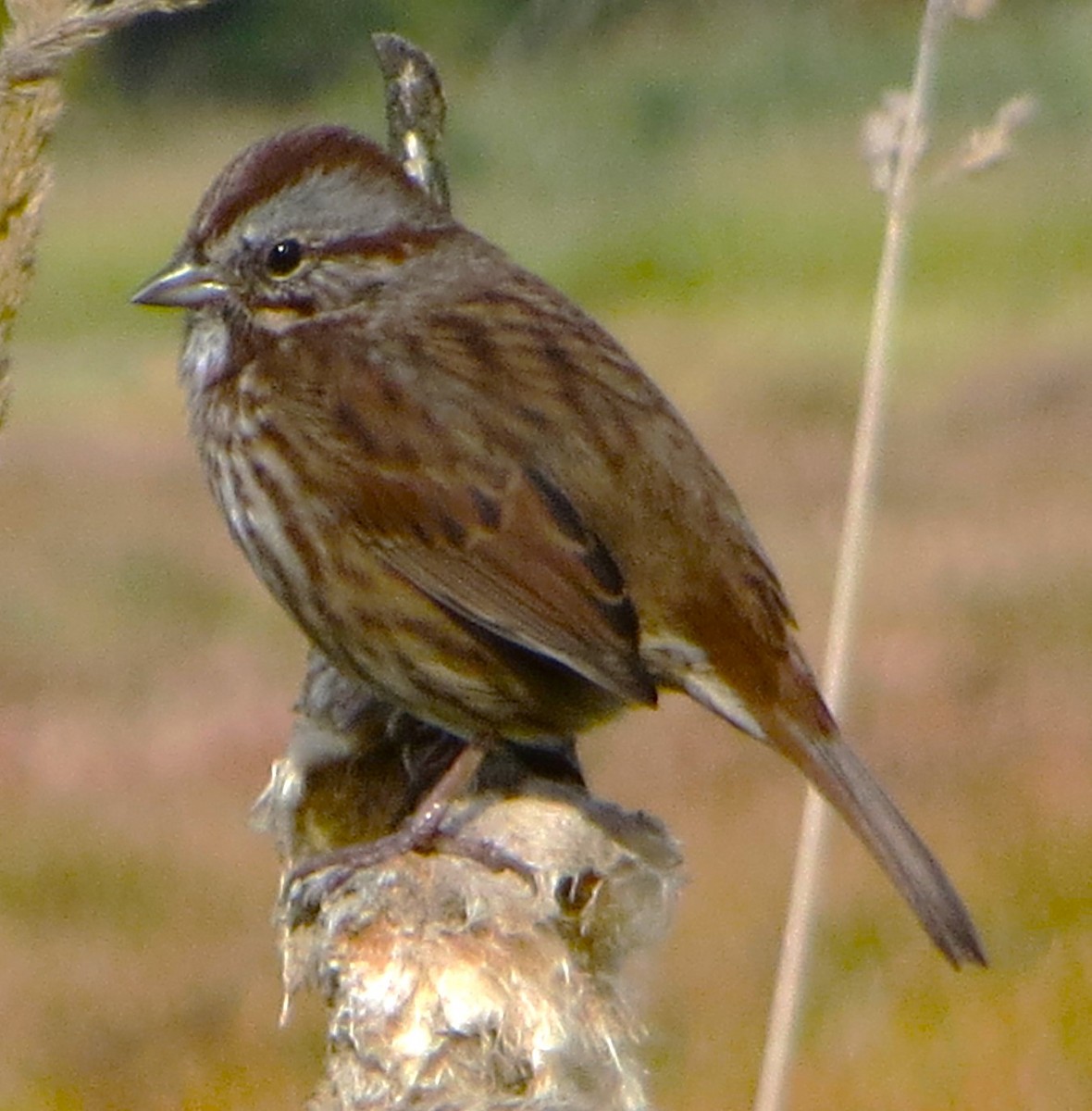 Song Sparrow - ML624874096
