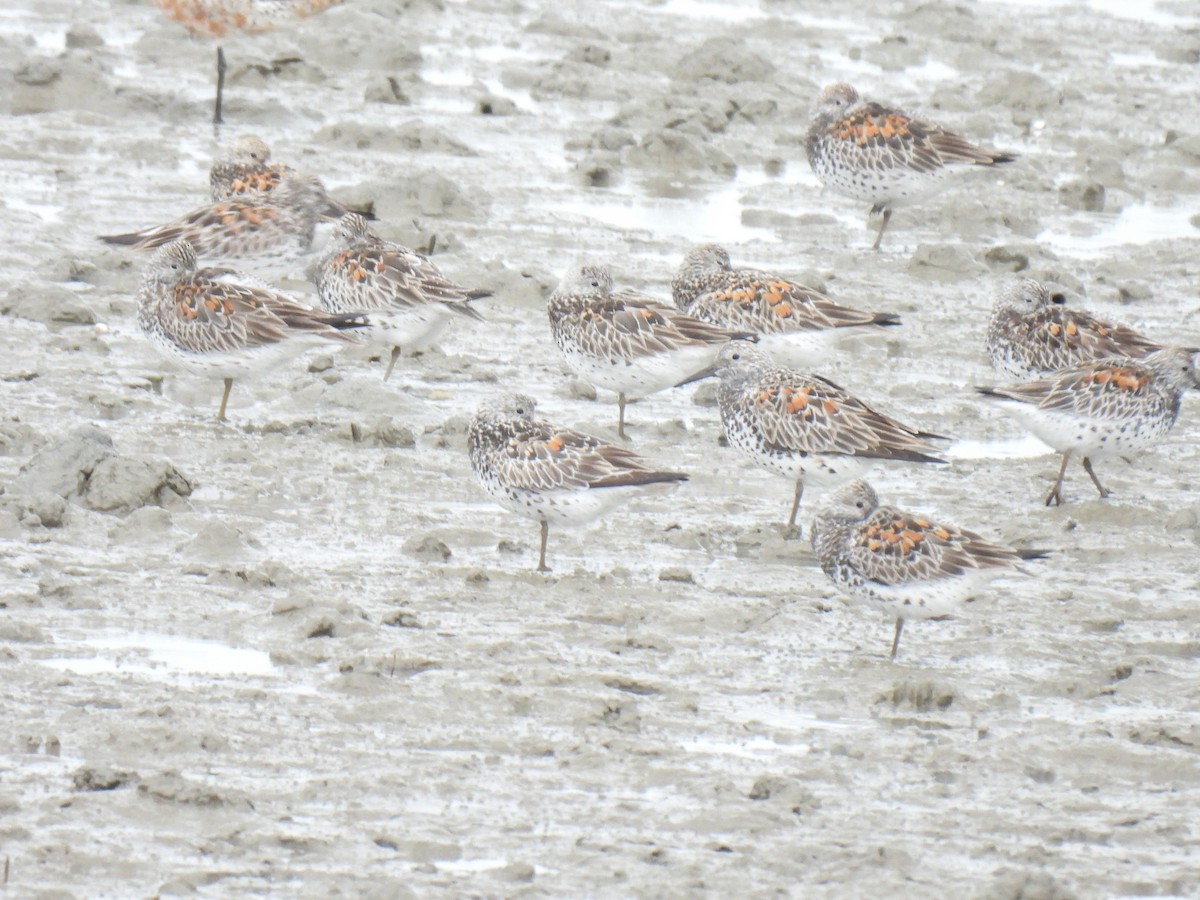 Great Knot - ML624874110