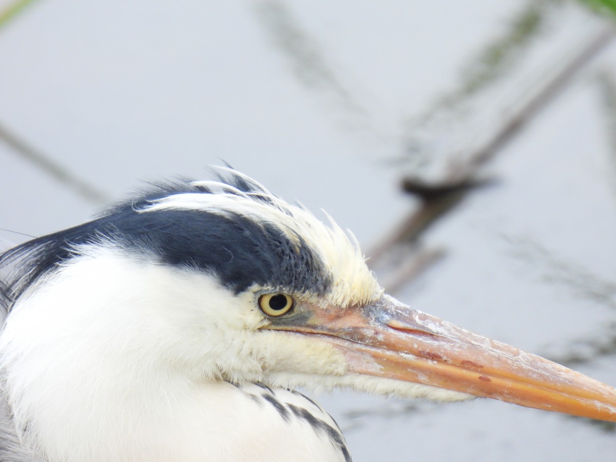 Gray Heron - ML624874139