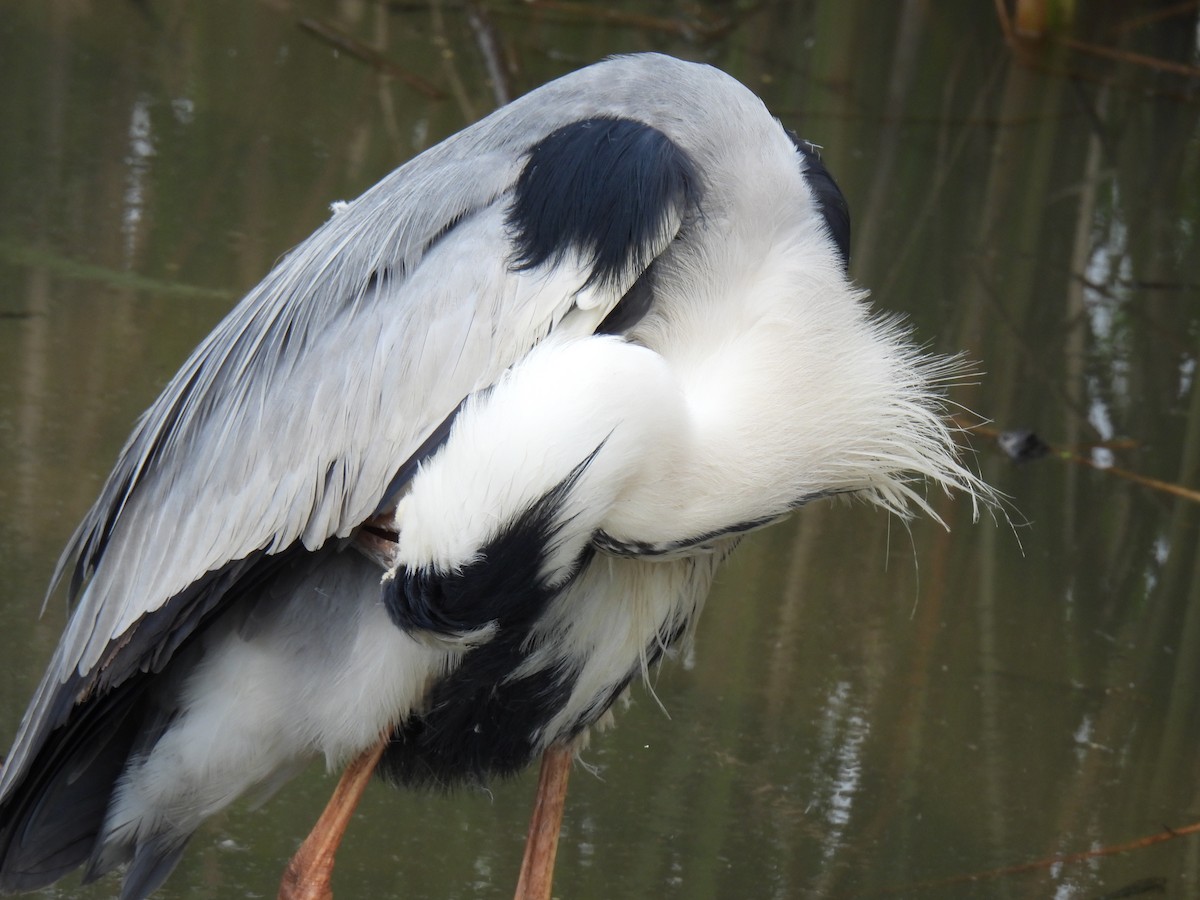 Gray Heron - ML624874149