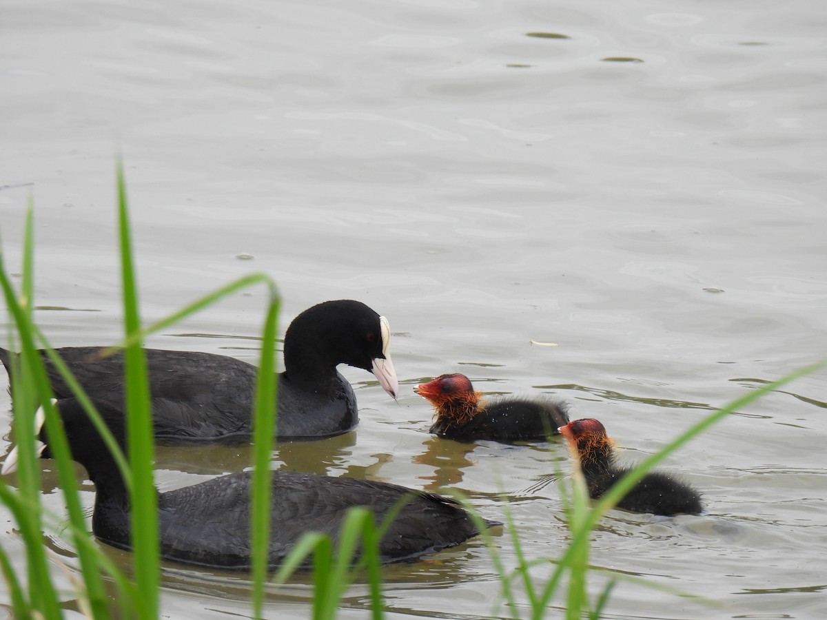 Eurasian Coot - ML624874236