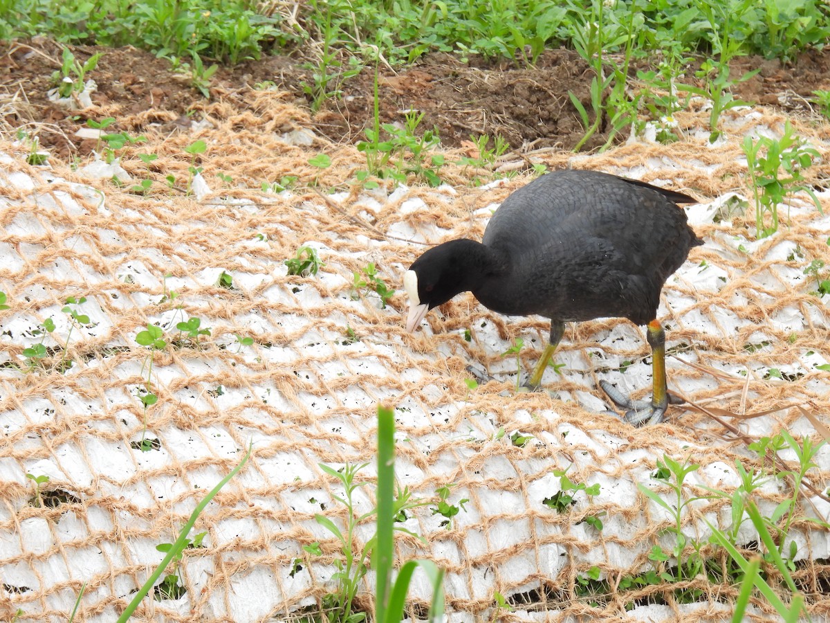 Eurasian Coot - ML624874259
