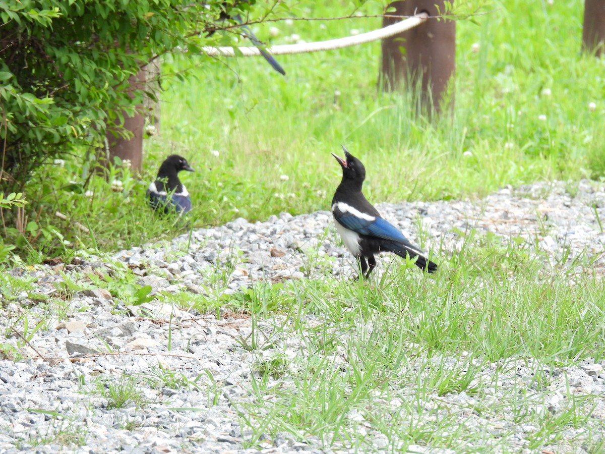 Oriental Magpie - ML624874311