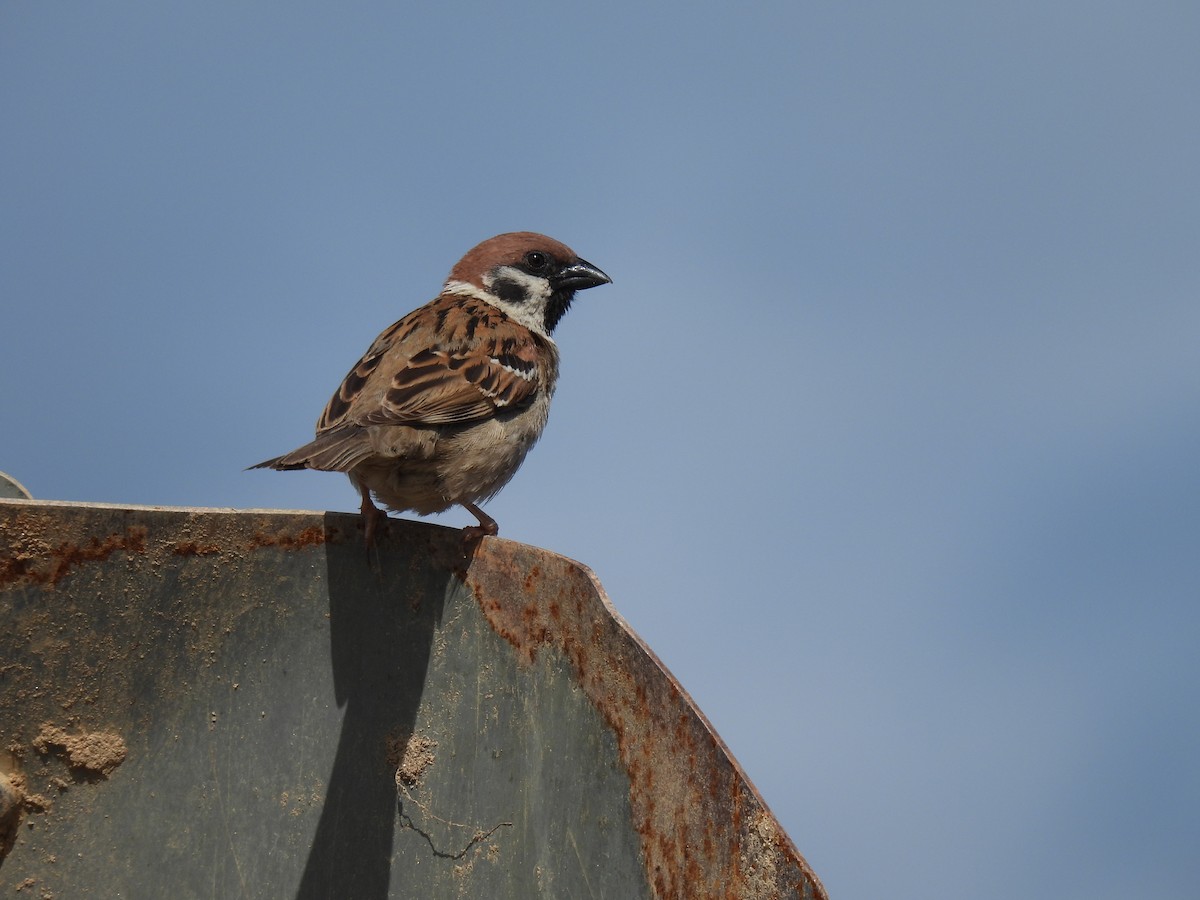 Eurasian Tree Sparrow - ML624874316
