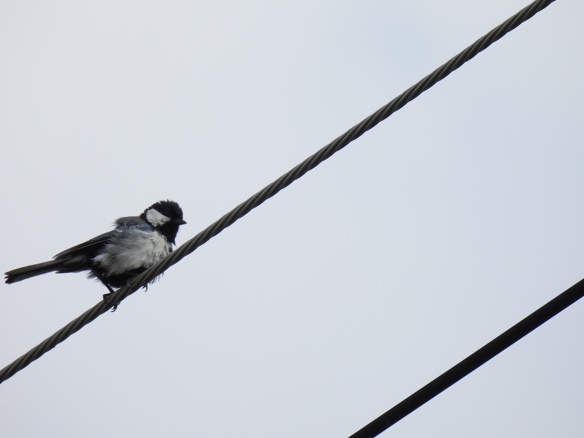 Asian Tit - ML624874320