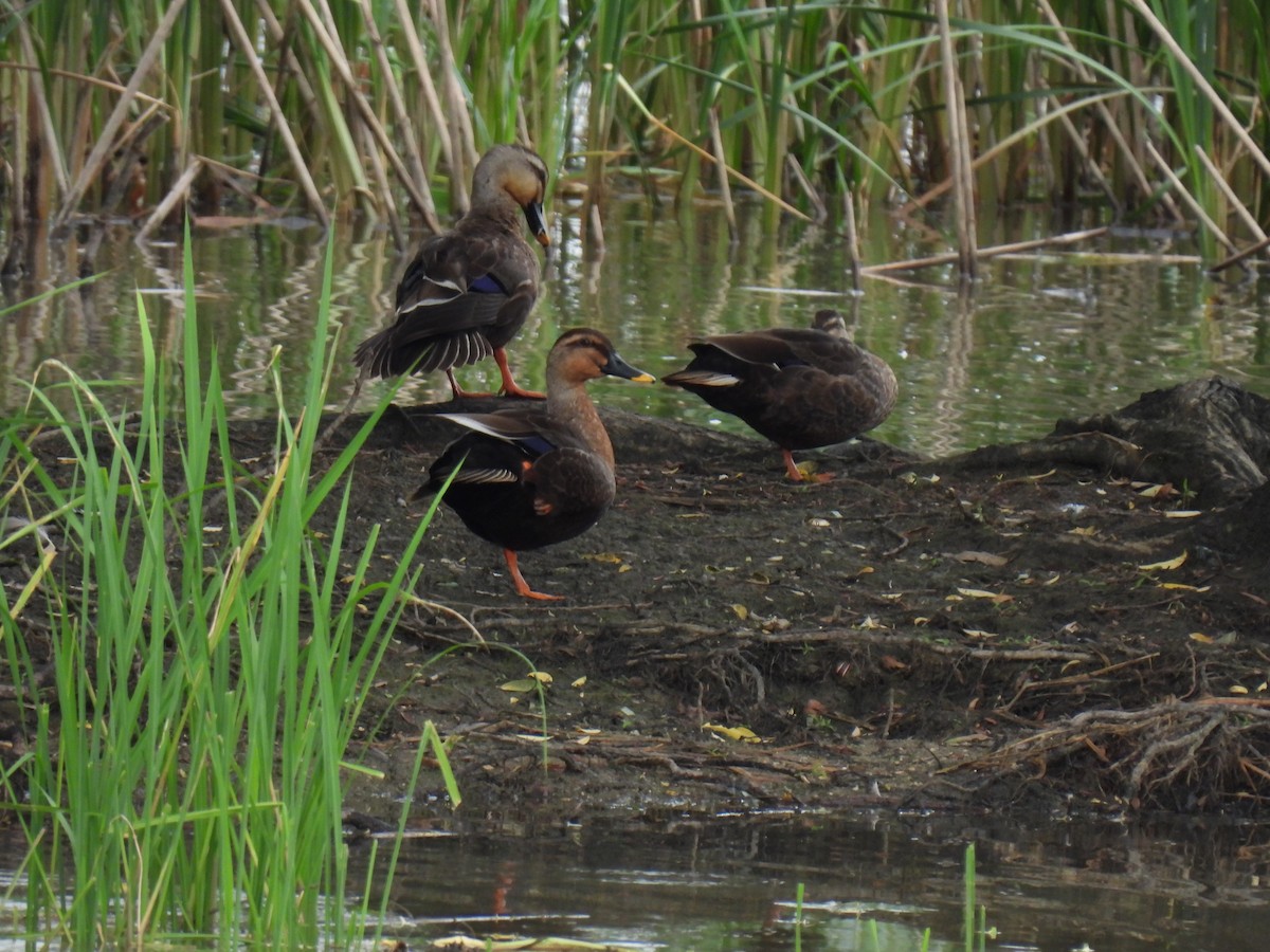 Eastern Spot-billed Duck - ML624874343