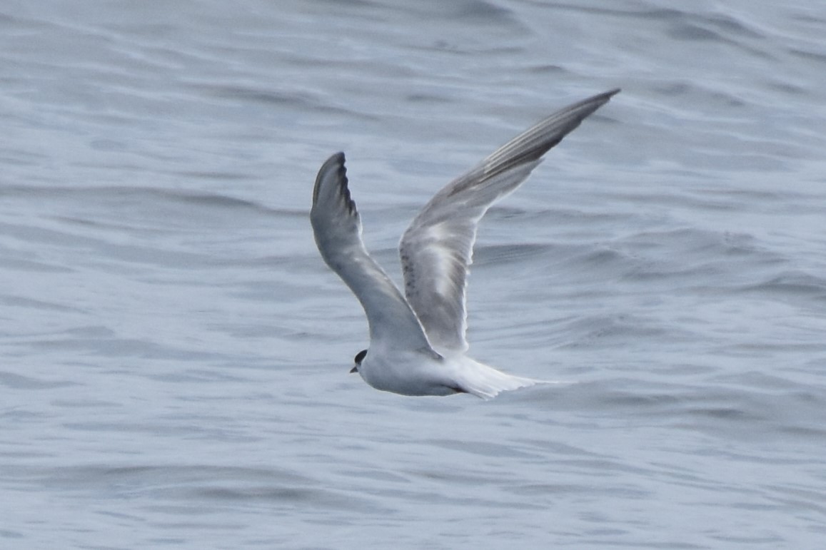 Common Tern - Davis Provan