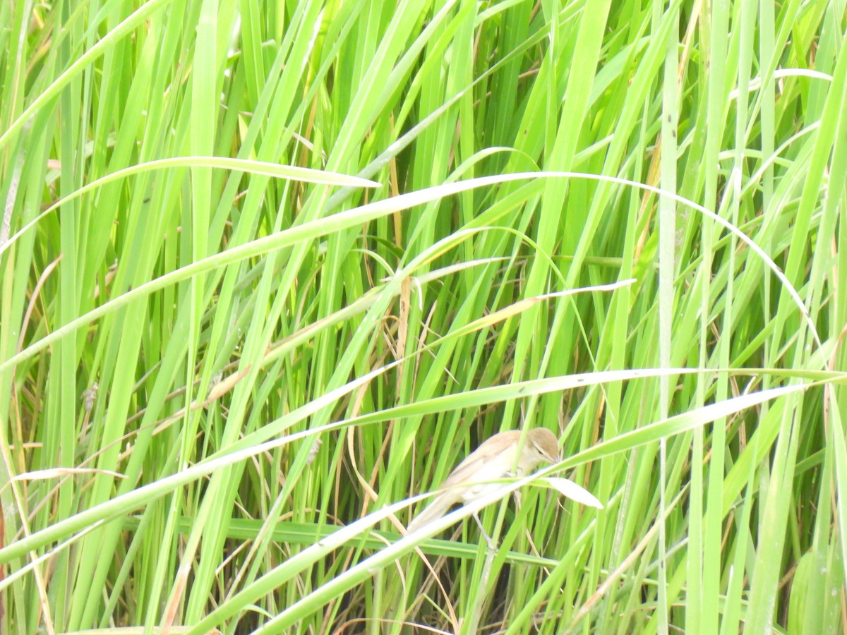 Oriental Reed Warbler - ML624874410