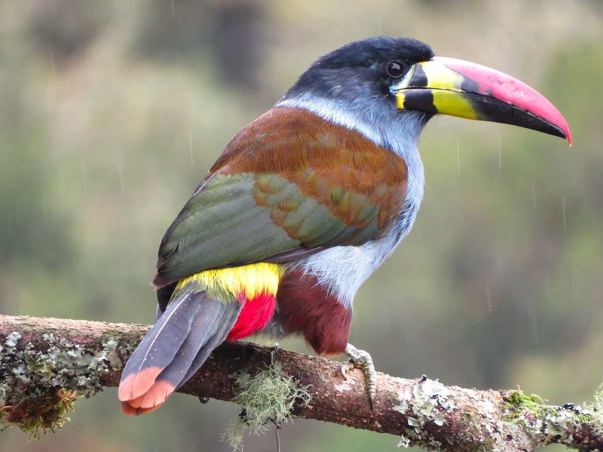 Gray-breasted Mountain-Toucan - ML624874489