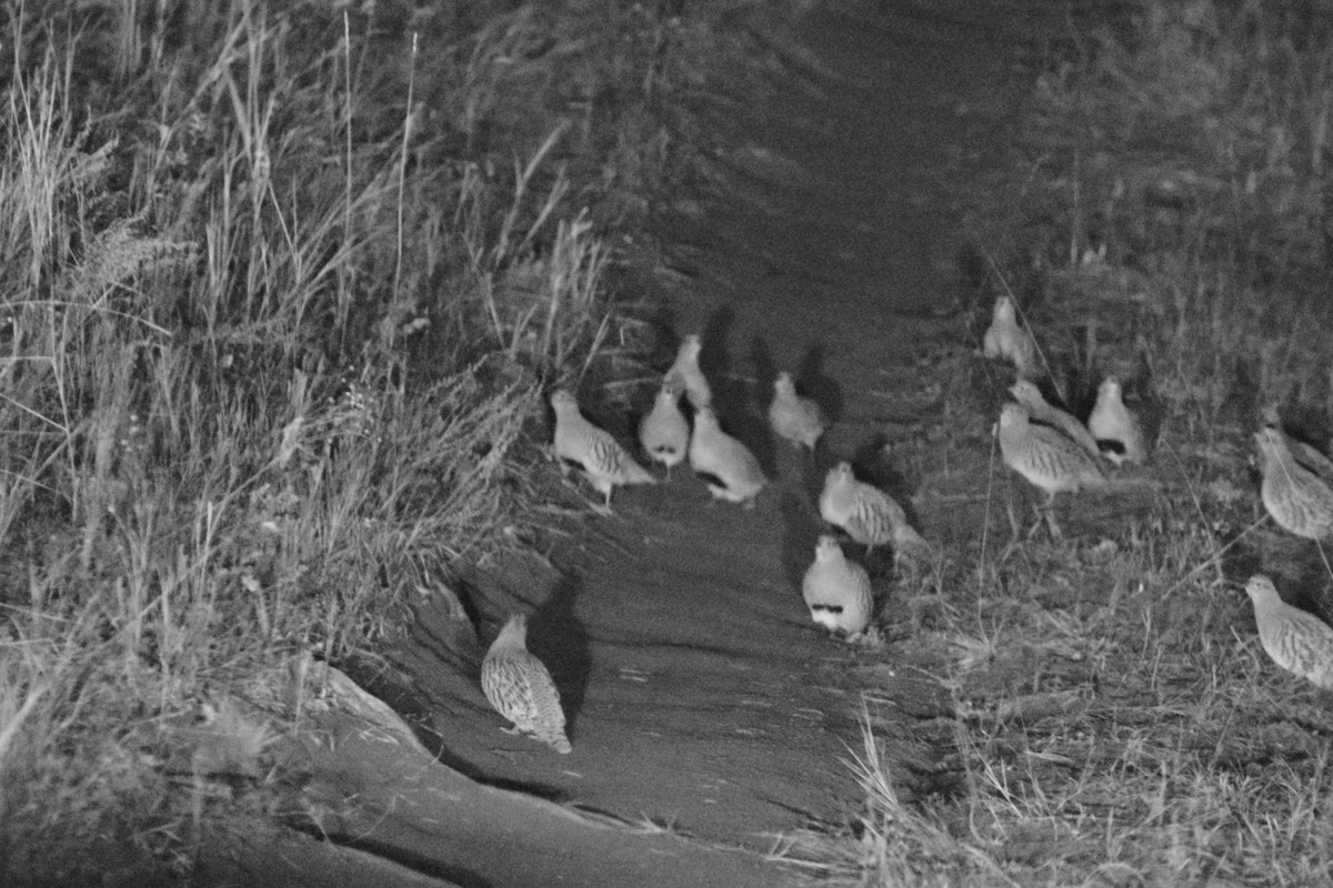 Daurian Partridge - ML624874812