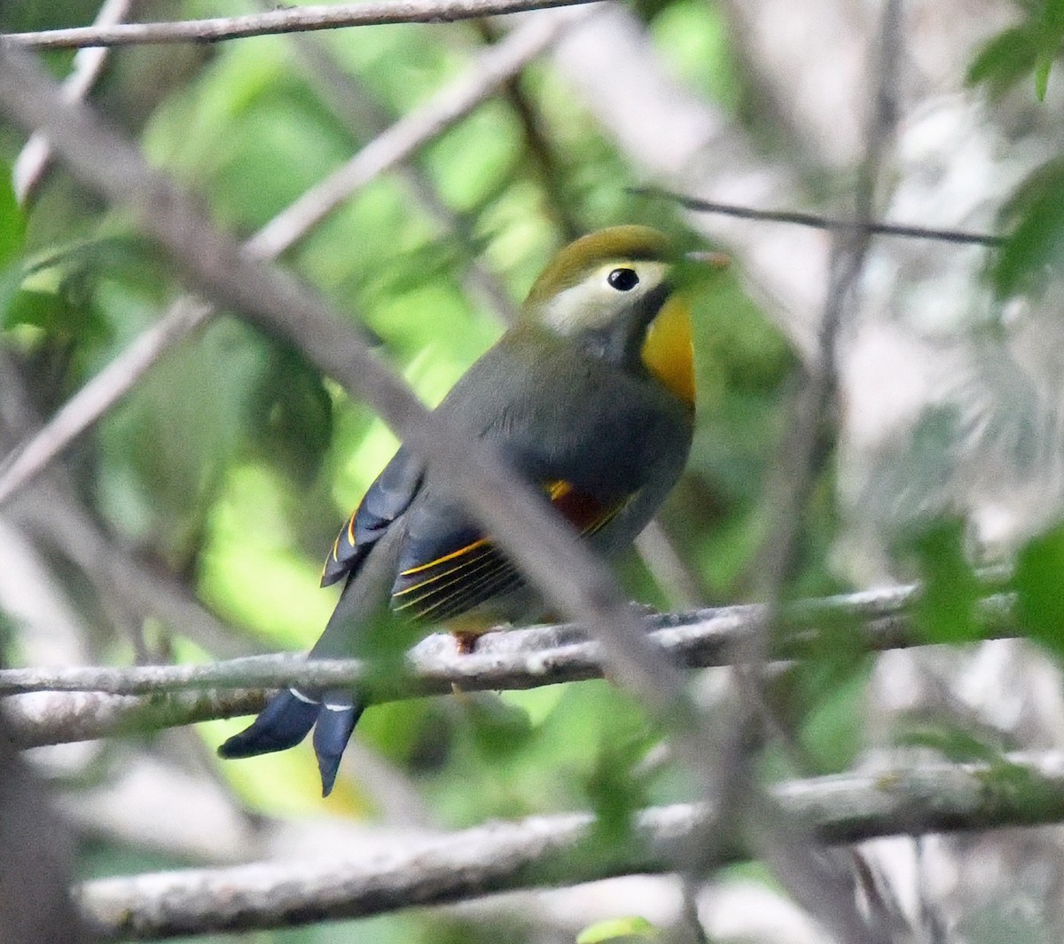 Red-billed Leiothrix - ML624874918