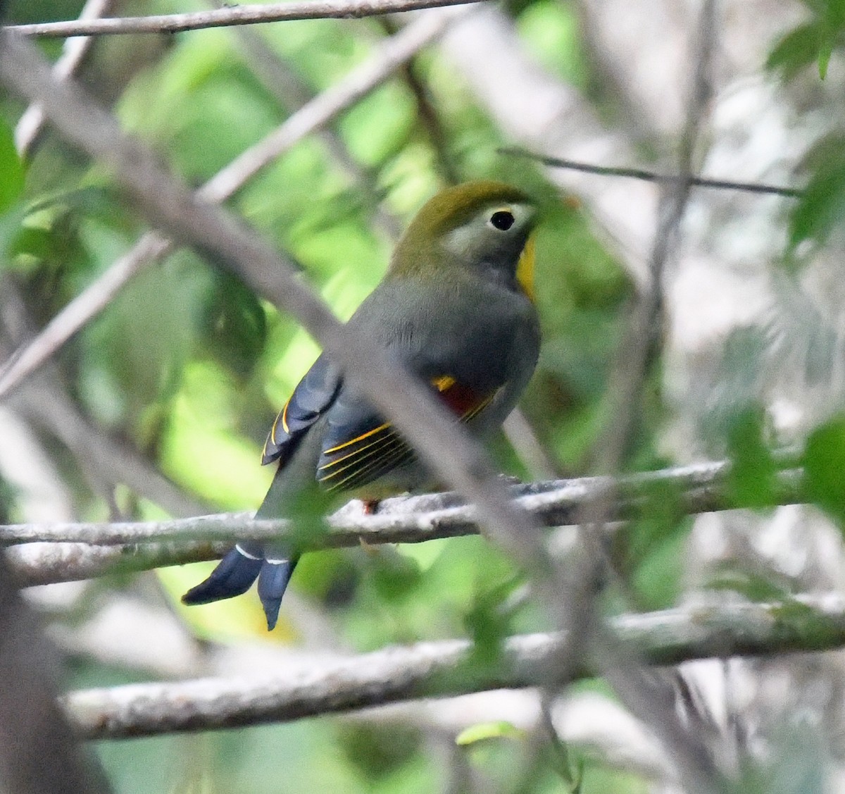 Red-billed Leiothrix - ML624874919