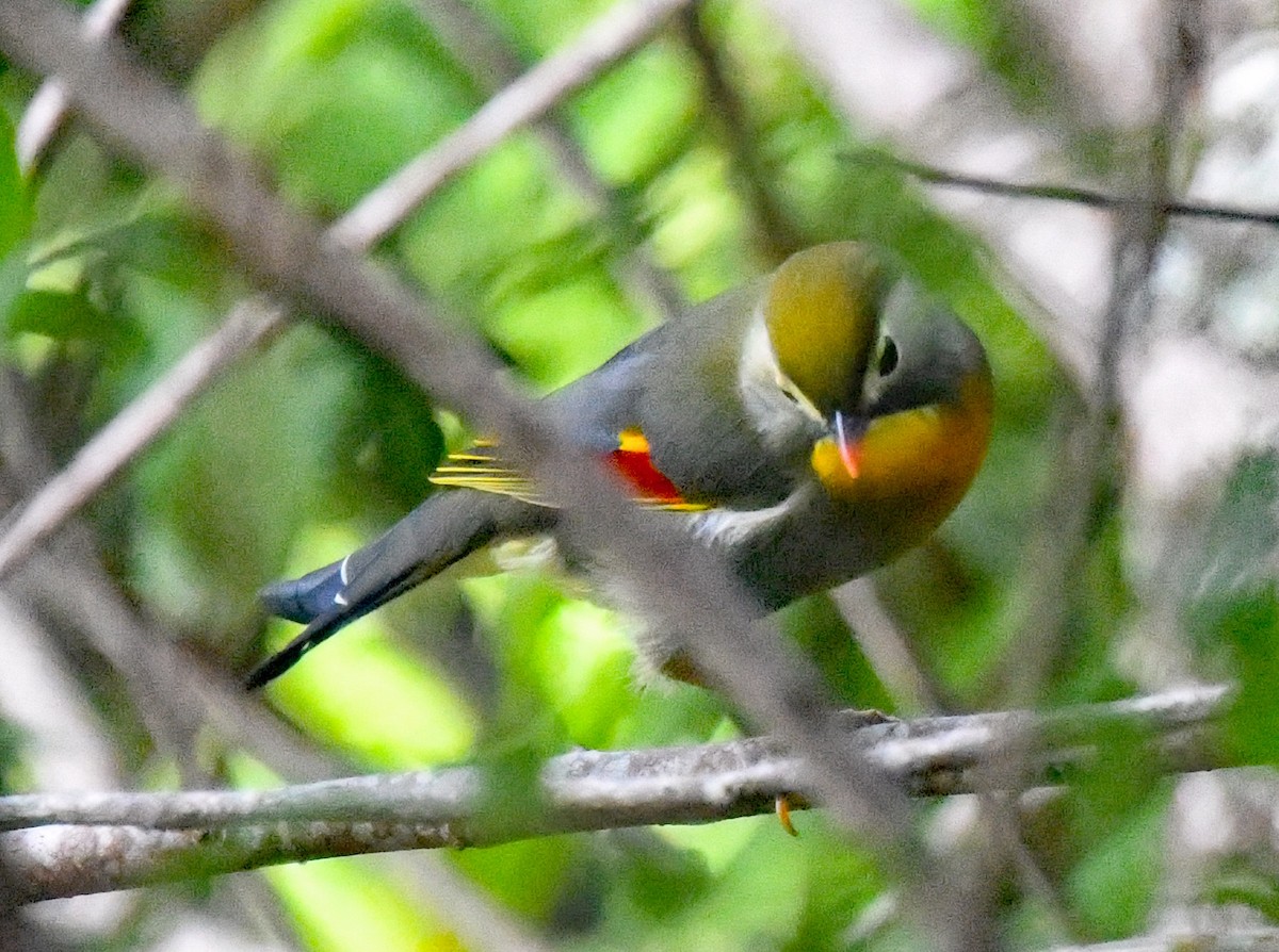 Red-billed Leiothrix - ML624874920