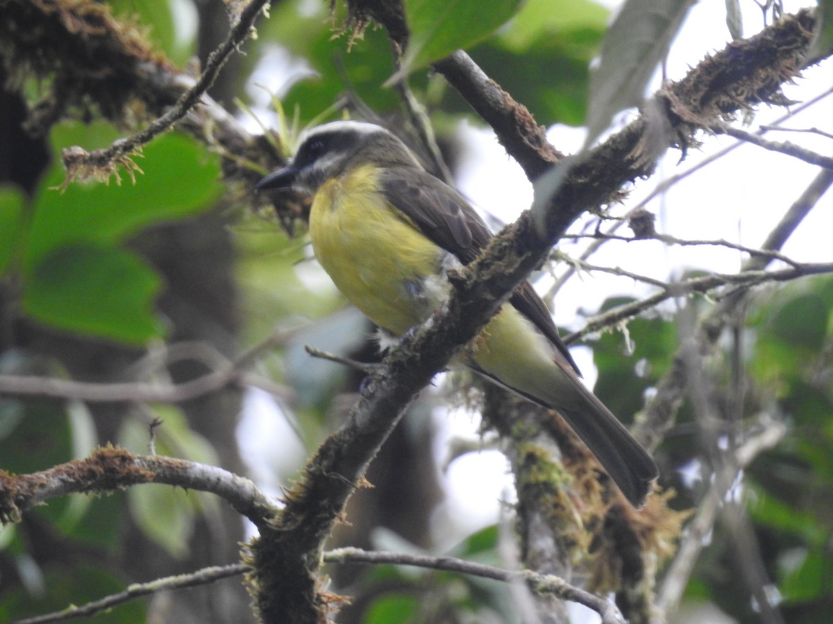 Golden-bellied Flycatcher - ML624875043