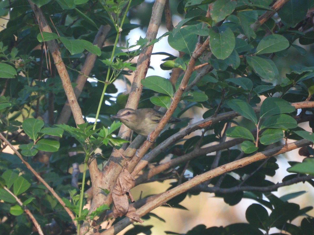 Black-whiskered Vireo - ML624875058