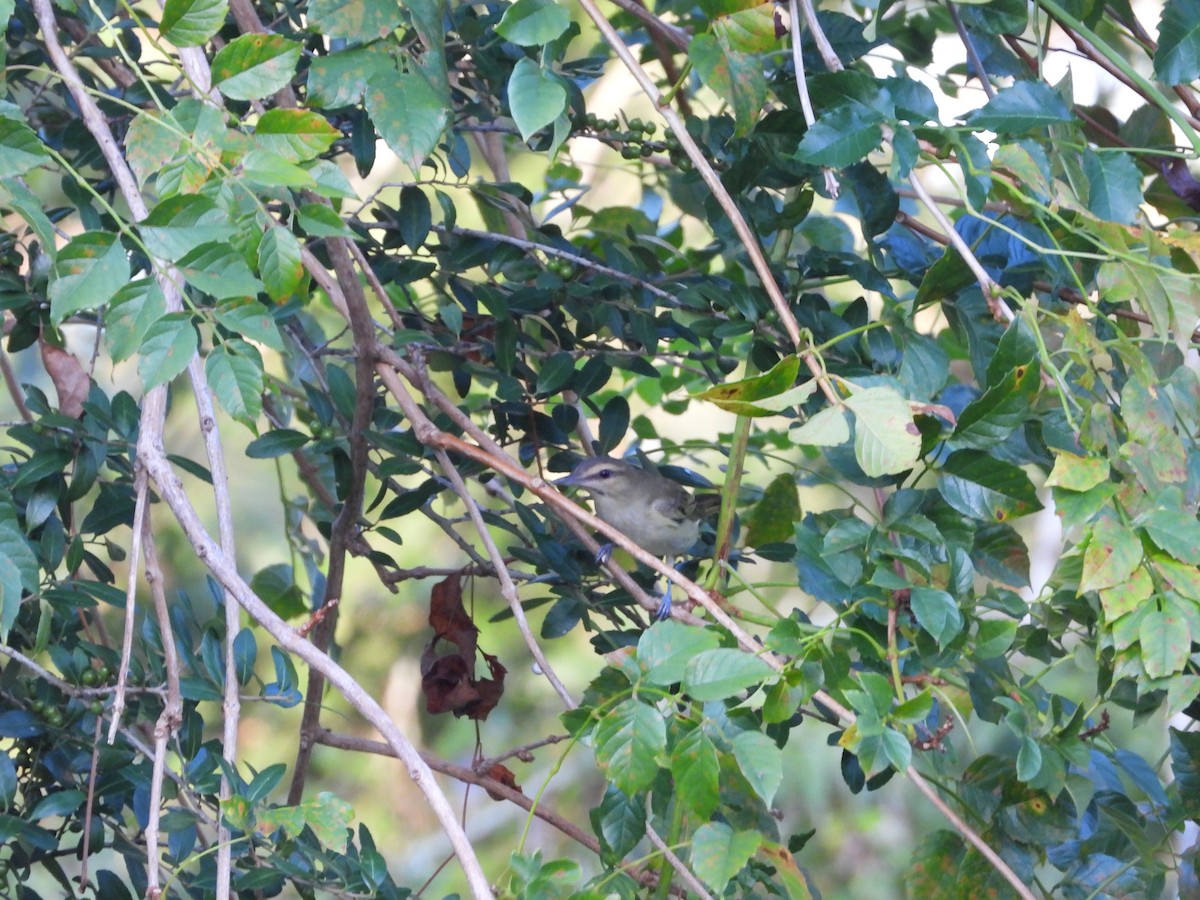Black-whiskered Vireo - ML624875059