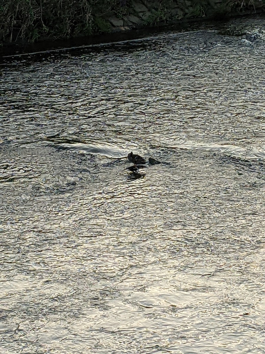 Eastern Spot-billed Duck - ML624875122