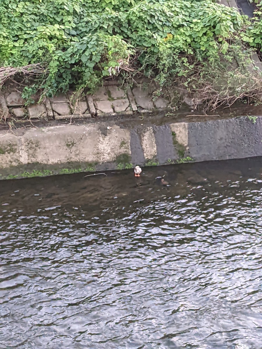 Eastern Spot-billed Duck - ML624875124