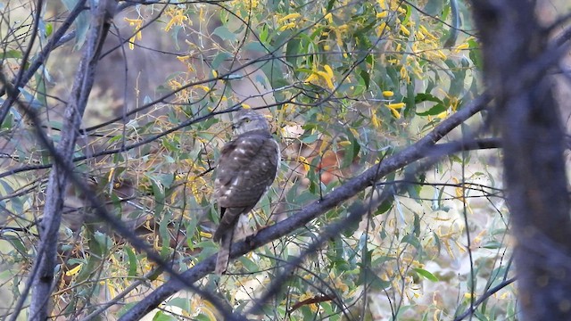 Collared Sparrowhawk - ML624875131