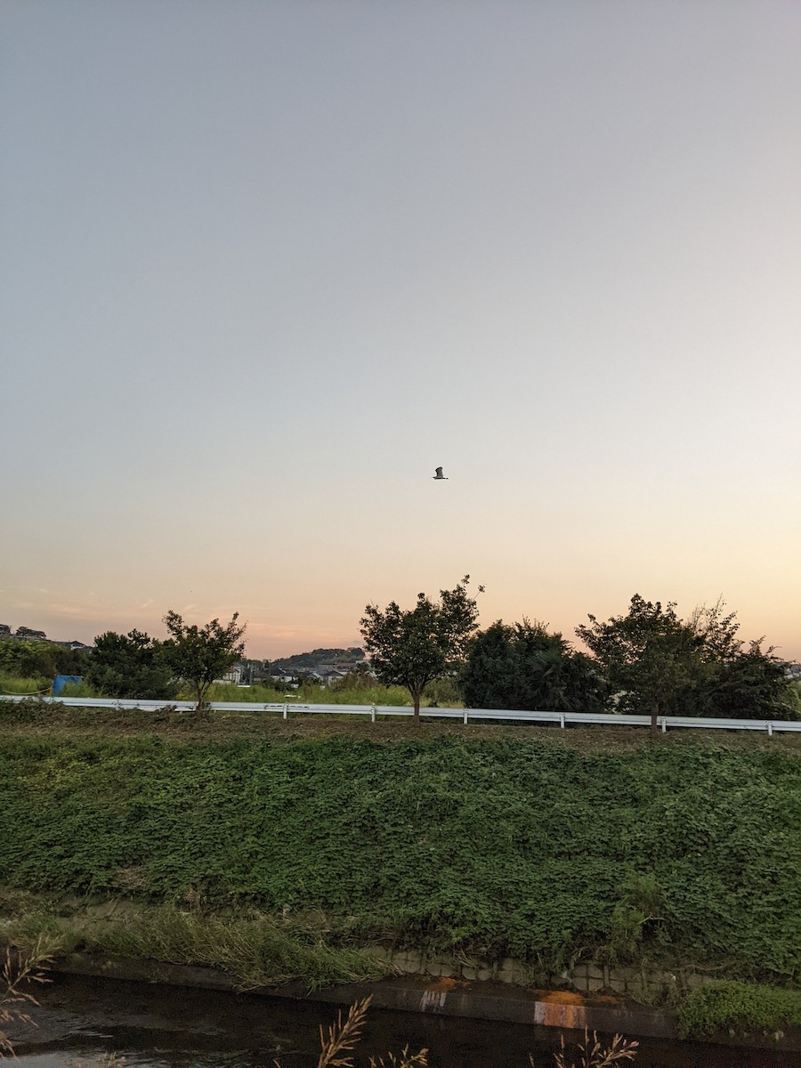 Great Egret - ML624875134