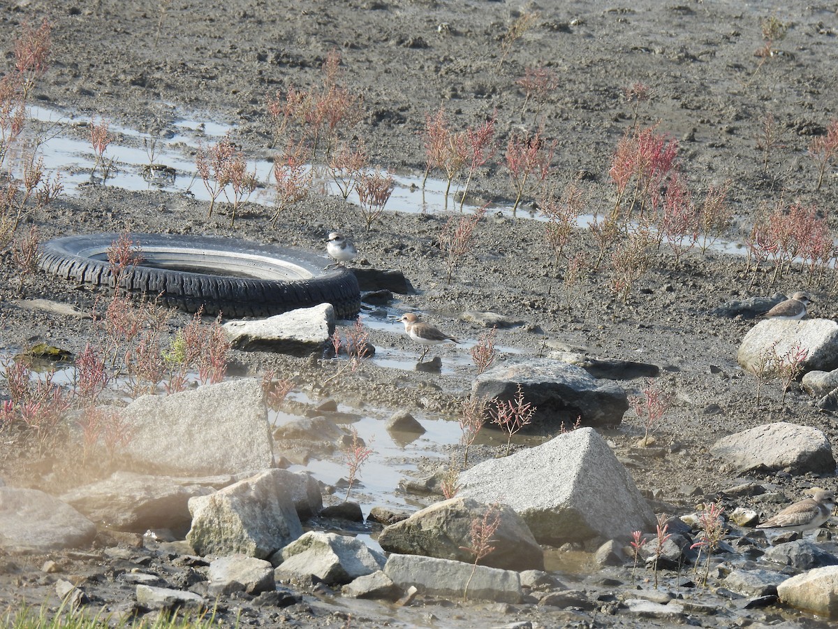 Kentish Plover - ML624875177