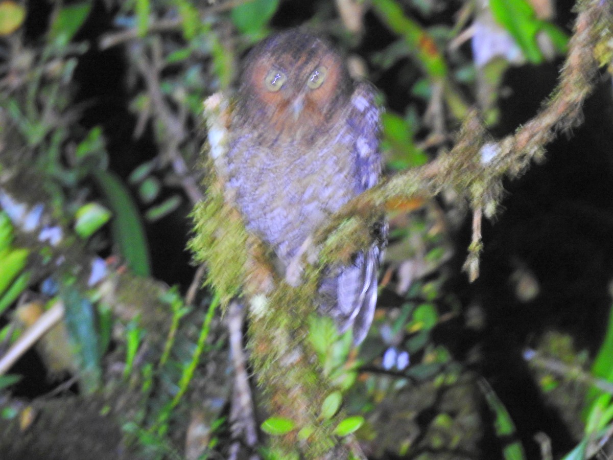 Bare-shanked Screech-Owl - ML624875194