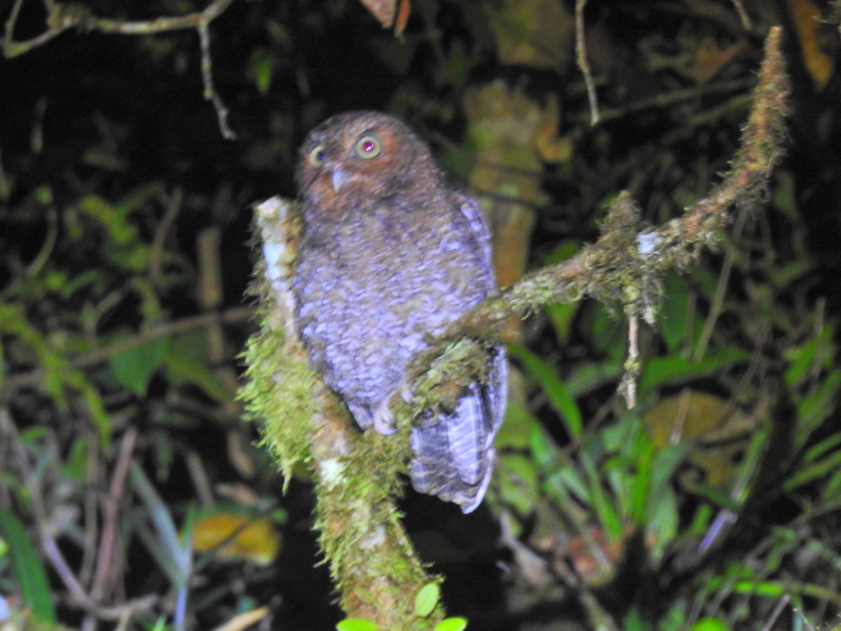 Bare-shanked Screech-Owl - ML624875195