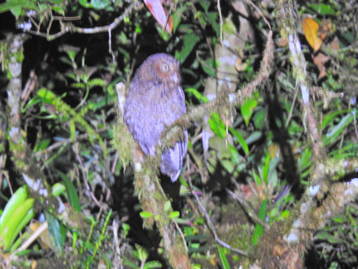 Bare-shanked Screech-Owl - ML624875196