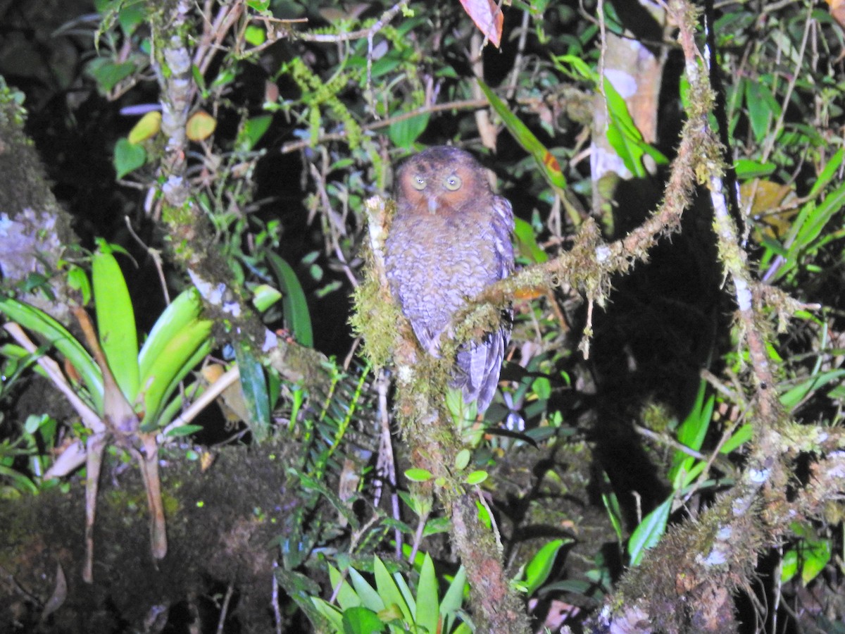 Bare-shanked Screech-Owl - ML624875197