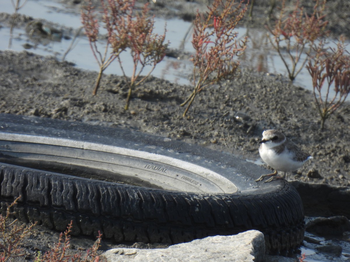 Kentish Plover - ML624875210