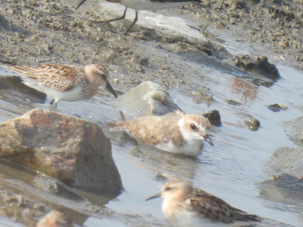 Kentish Plover - ML624875235