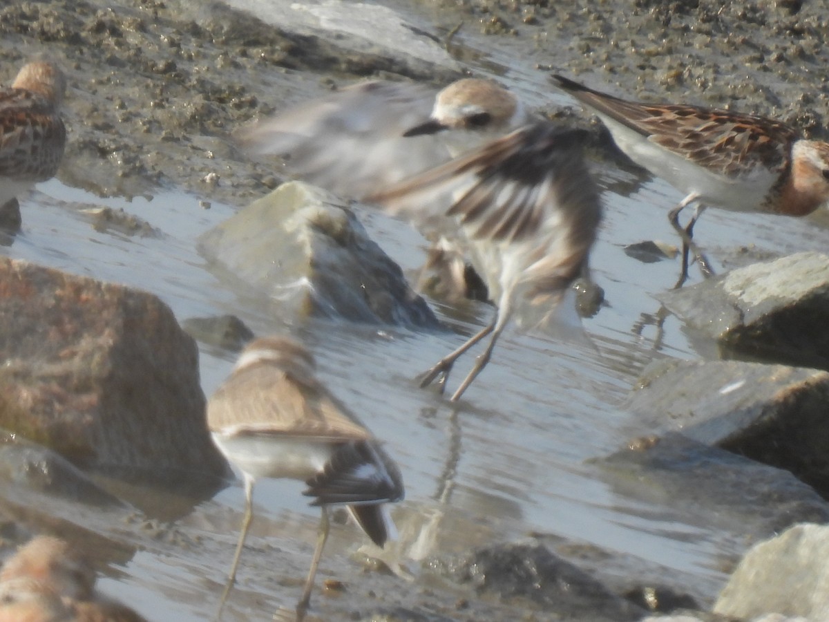 Kentish Plover - ML624875265