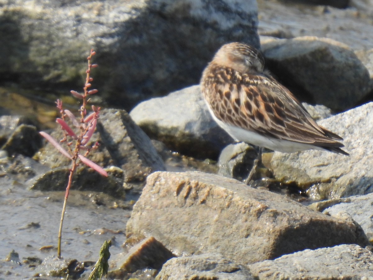 Red-necked Stint - ML624875326