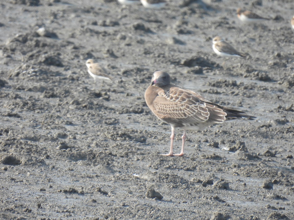 Black-tailed Gull - ML624875343