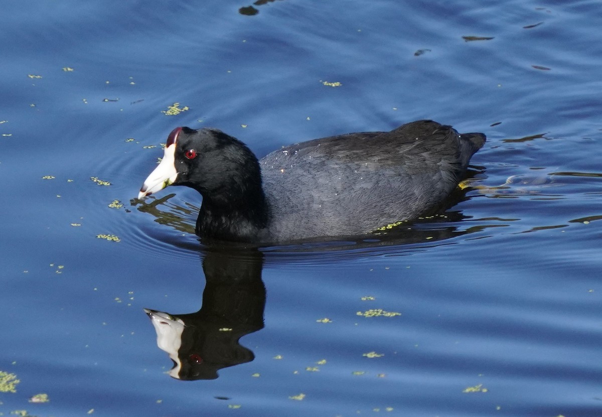 American Coot - ML624875347