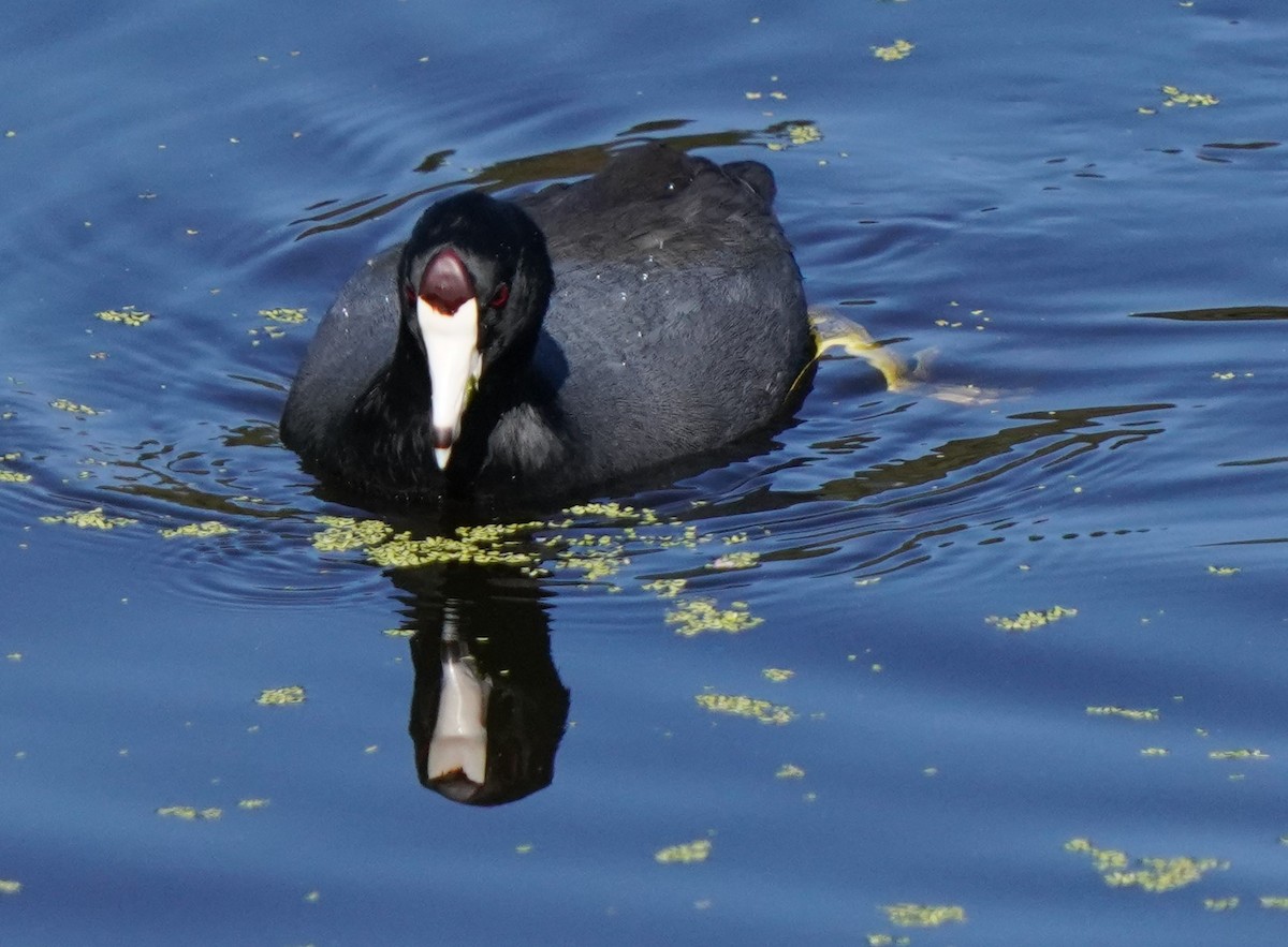 American Coot - ML624875348