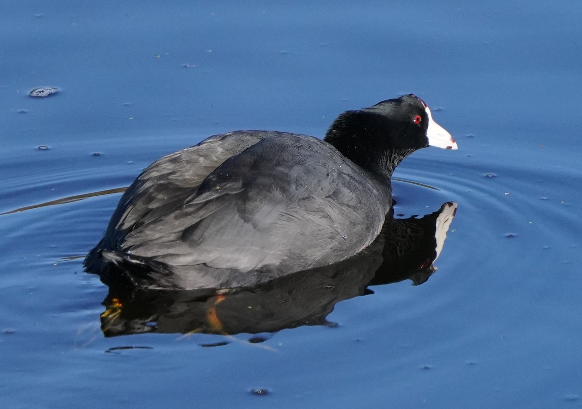 American Coot - ML624875349