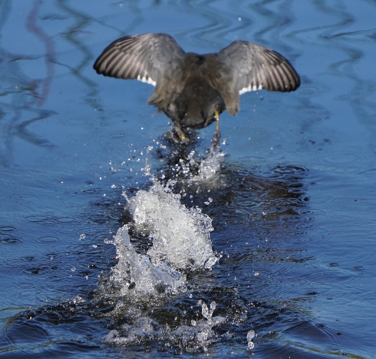 American Coot - ML624875350