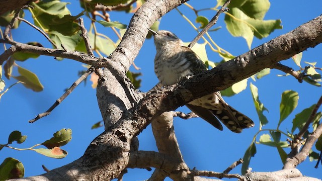 Horsfield's Bronze-Cuckoo - ML624875557