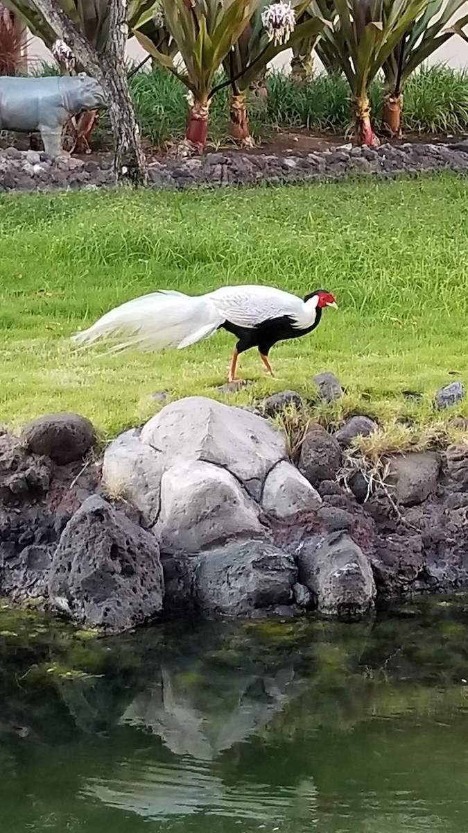 Kalij Pheasant - ML624875573