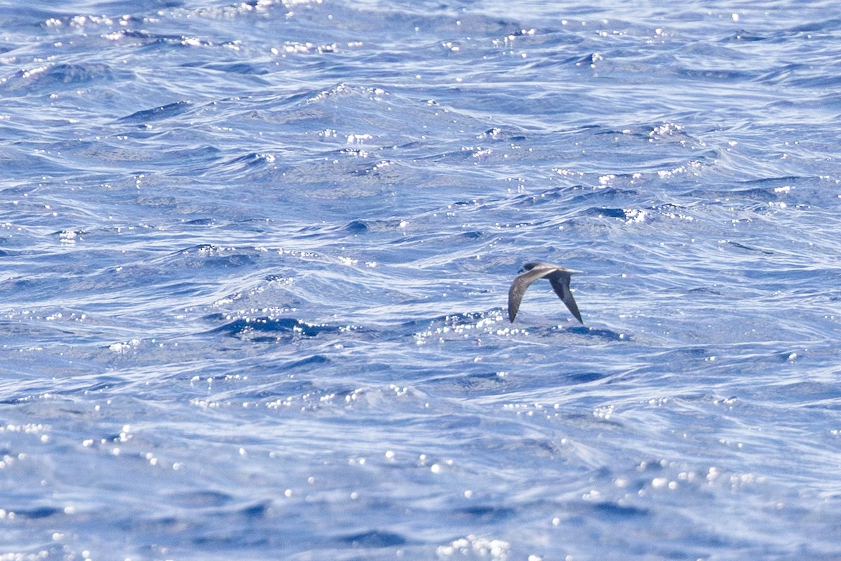 Collared Petrel - Yann Muzika