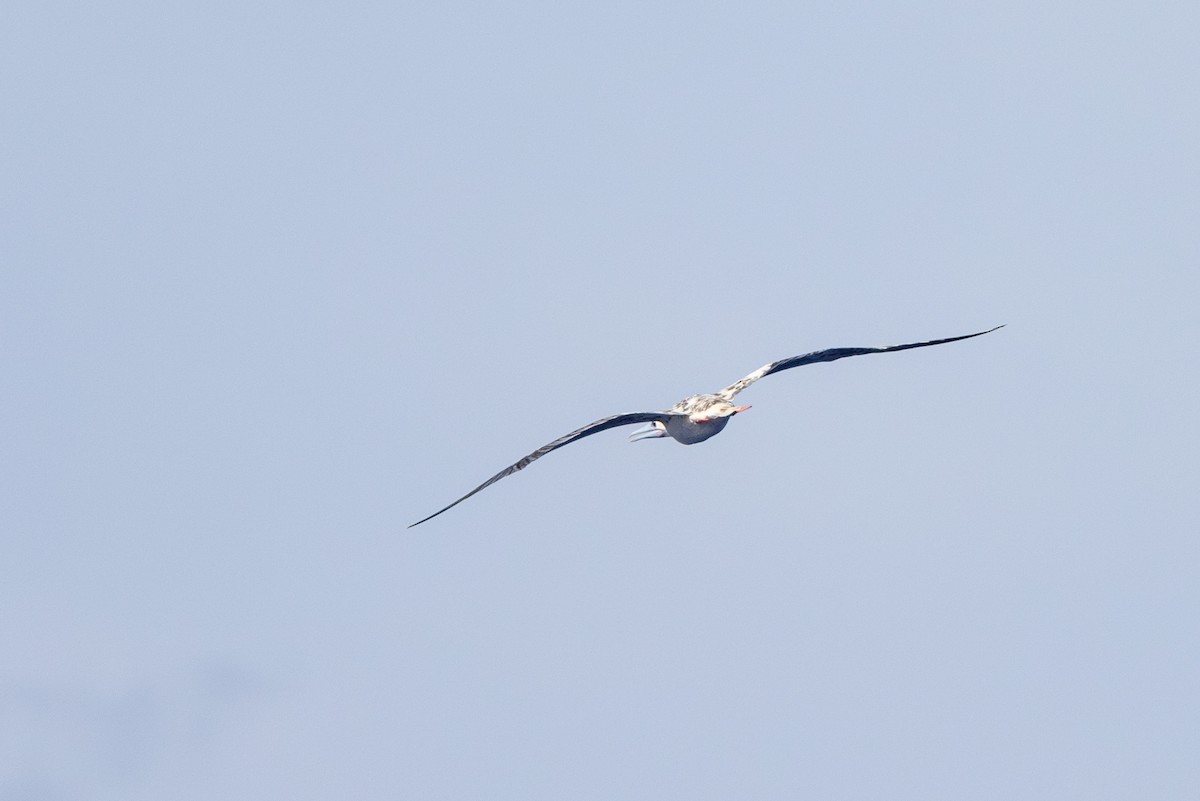 Red-footed Booby - ML624875627