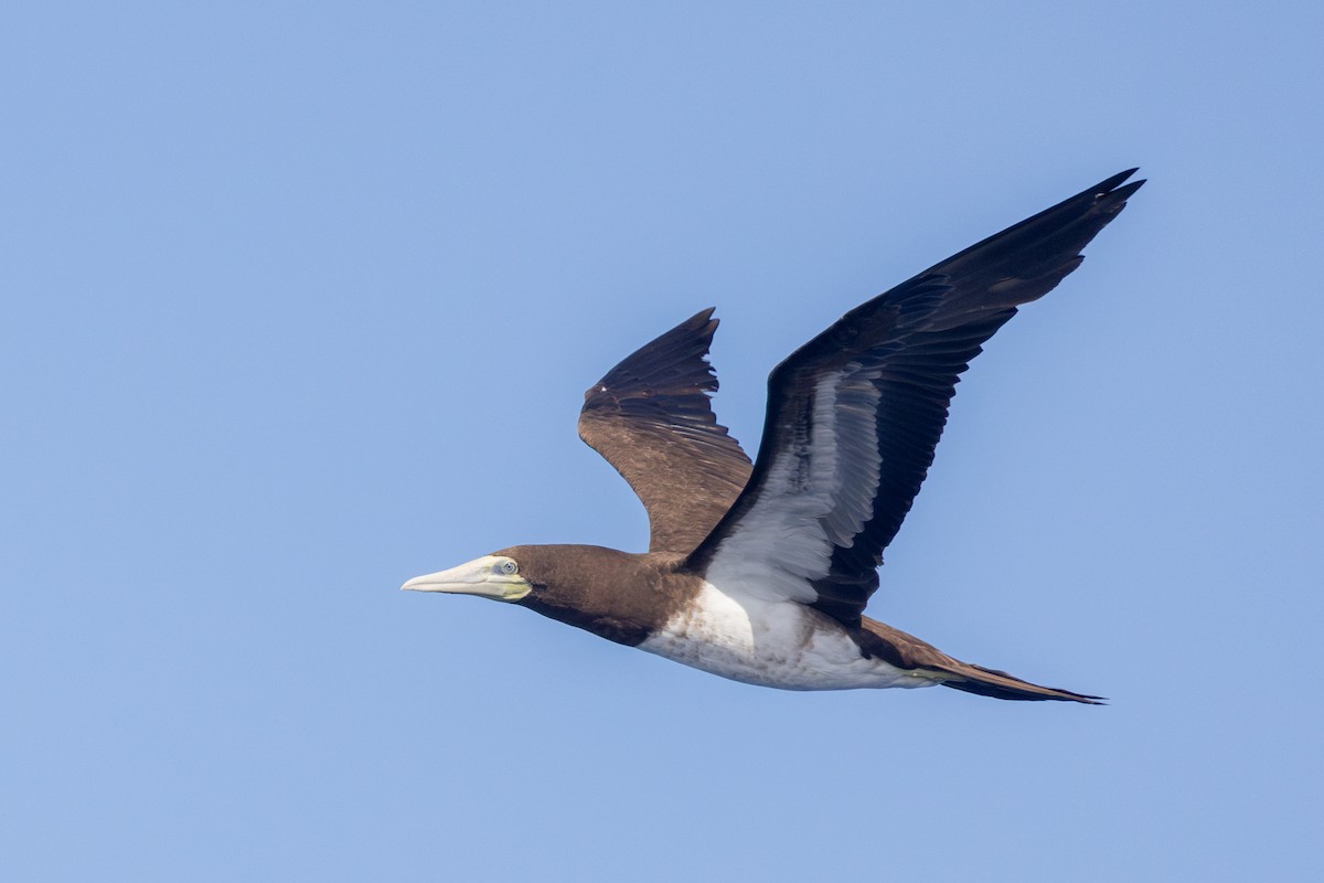 Brown Booby - Yann Muzika