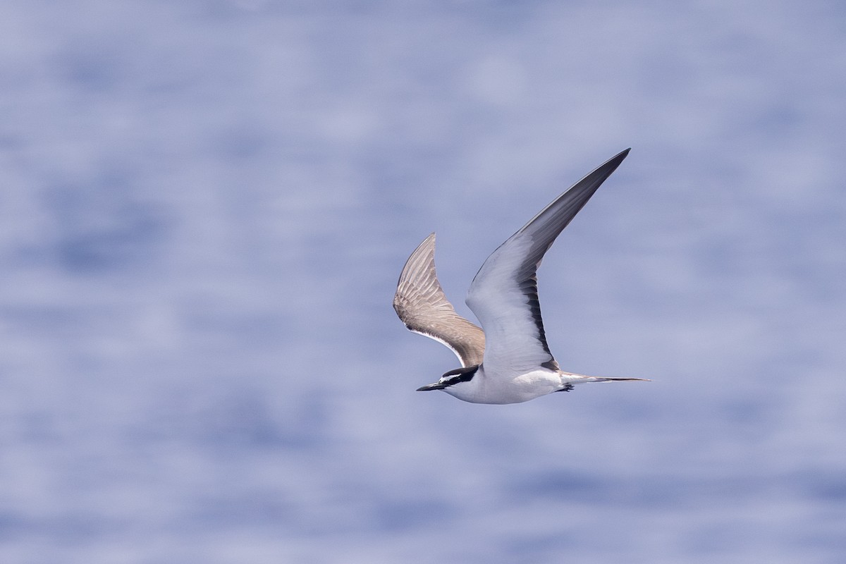 Bridled Tern - ML624875665