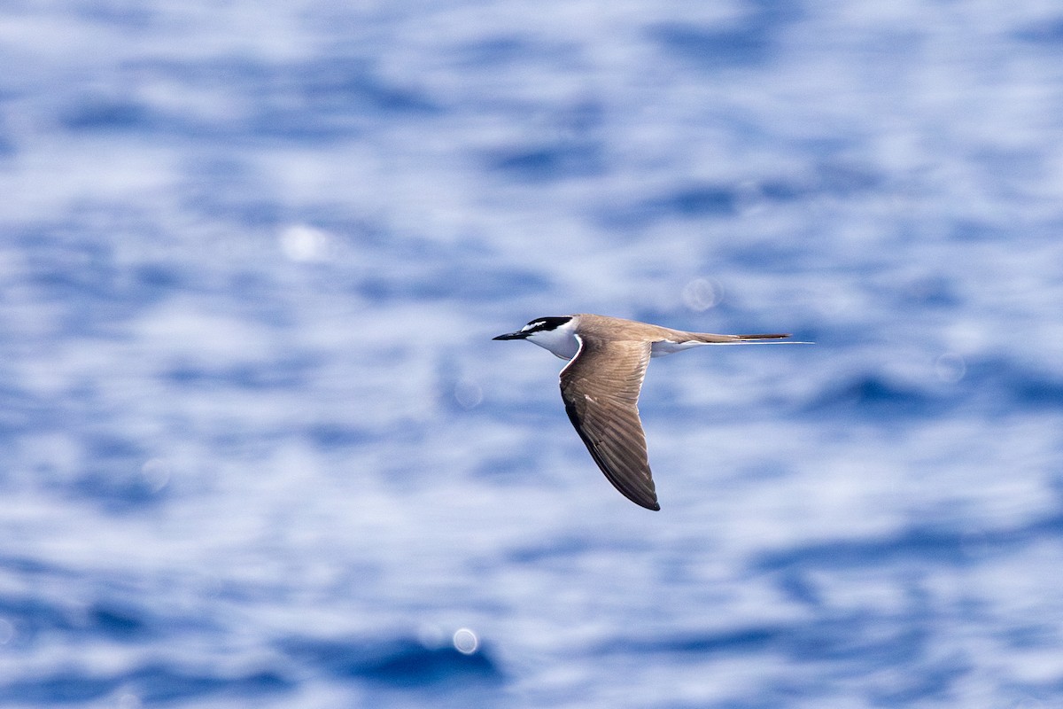 Bridled Tern - Yann Muzika