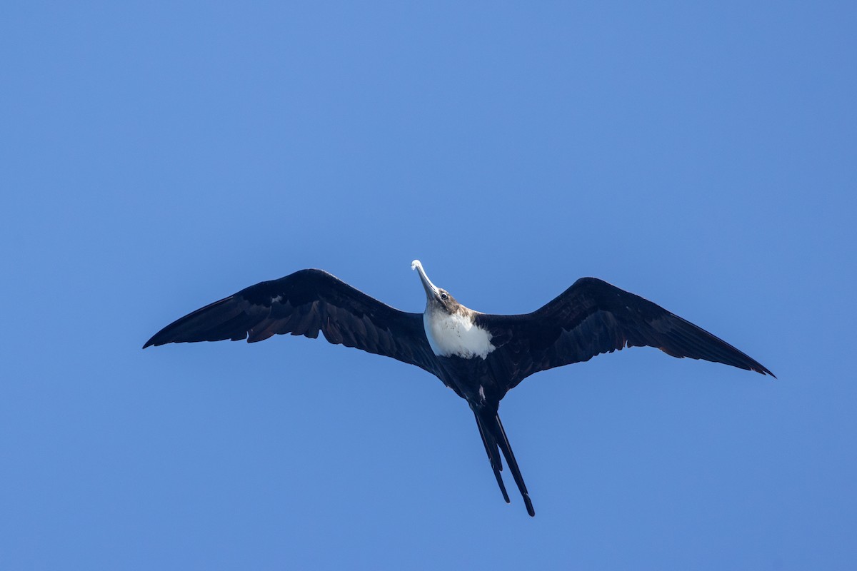 Great Frigatebird - ML624875752