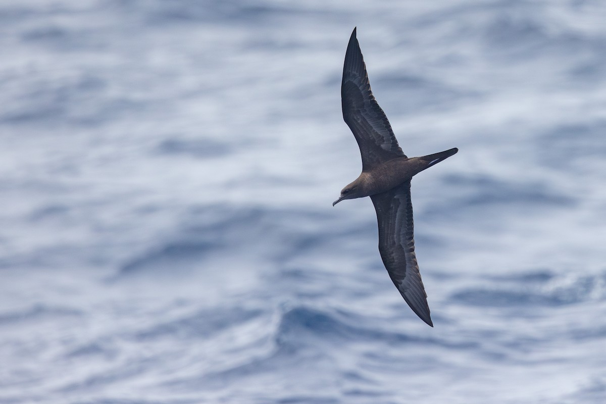 Wedge-tailed Shearwater - ML624875794