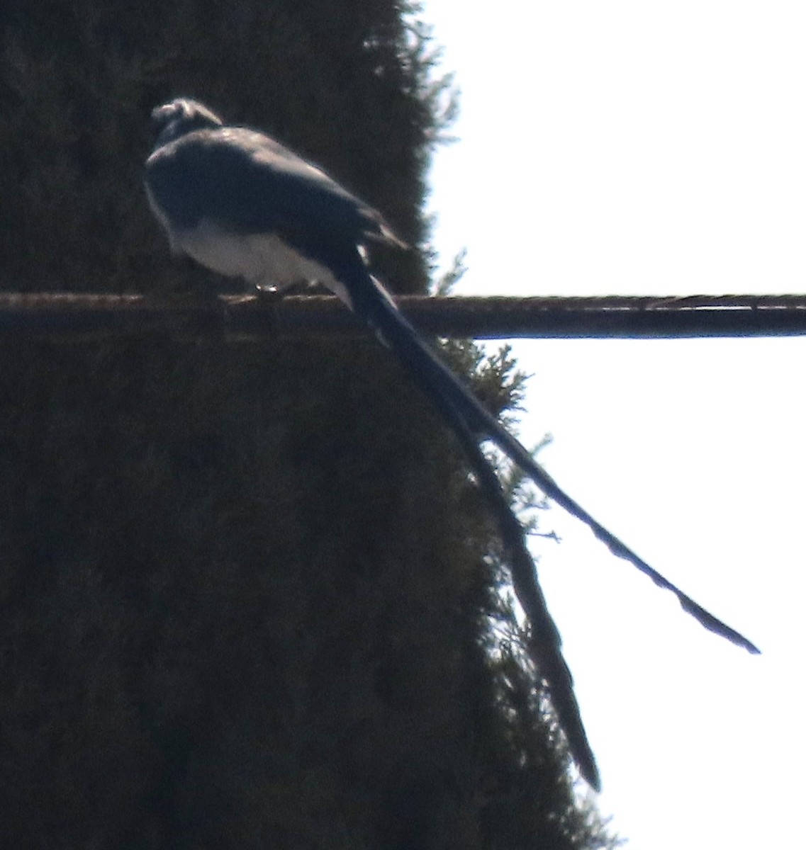 Black-throated Magpie-Jay - ML624875968