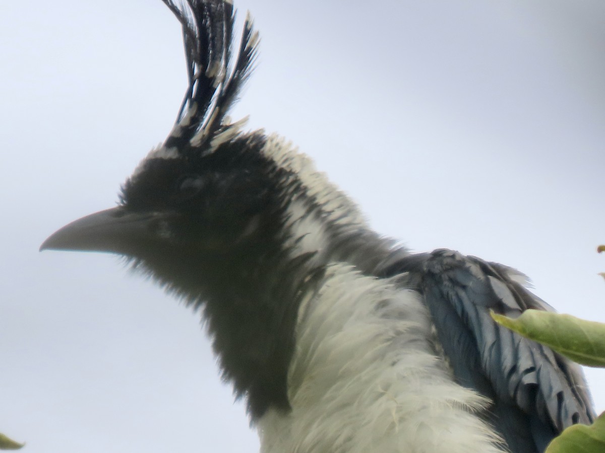 Black-throated Magpie-Jay - ML624875983