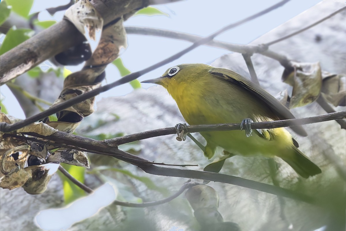 Fiji White-eye - ML624876225